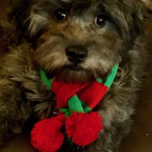 Meet your Posher, Diane